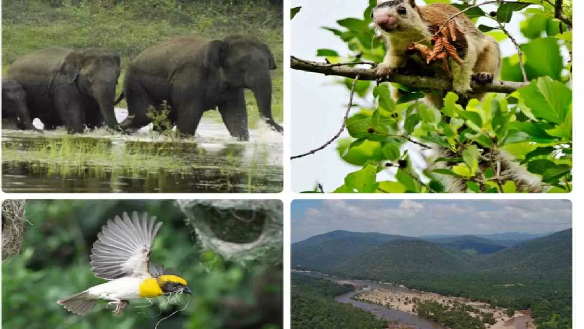 Cauvery South Wildlife Sanctuary notified as Tamil Nadu’s 17th Wildlife ...