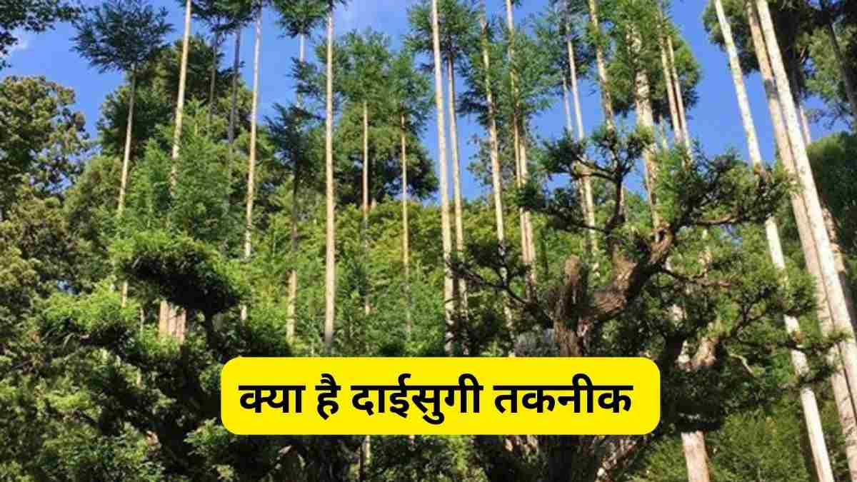 know about this special japanese technique of removing wood without cutting trees