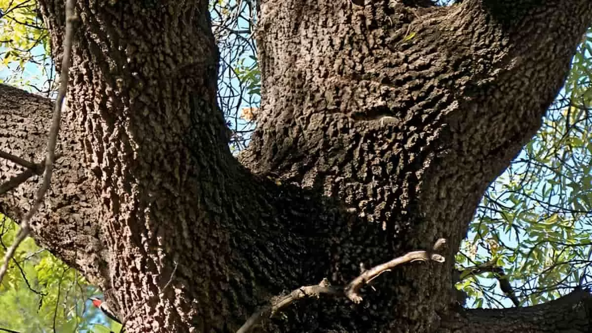 Find Bird in 9 Seconds
