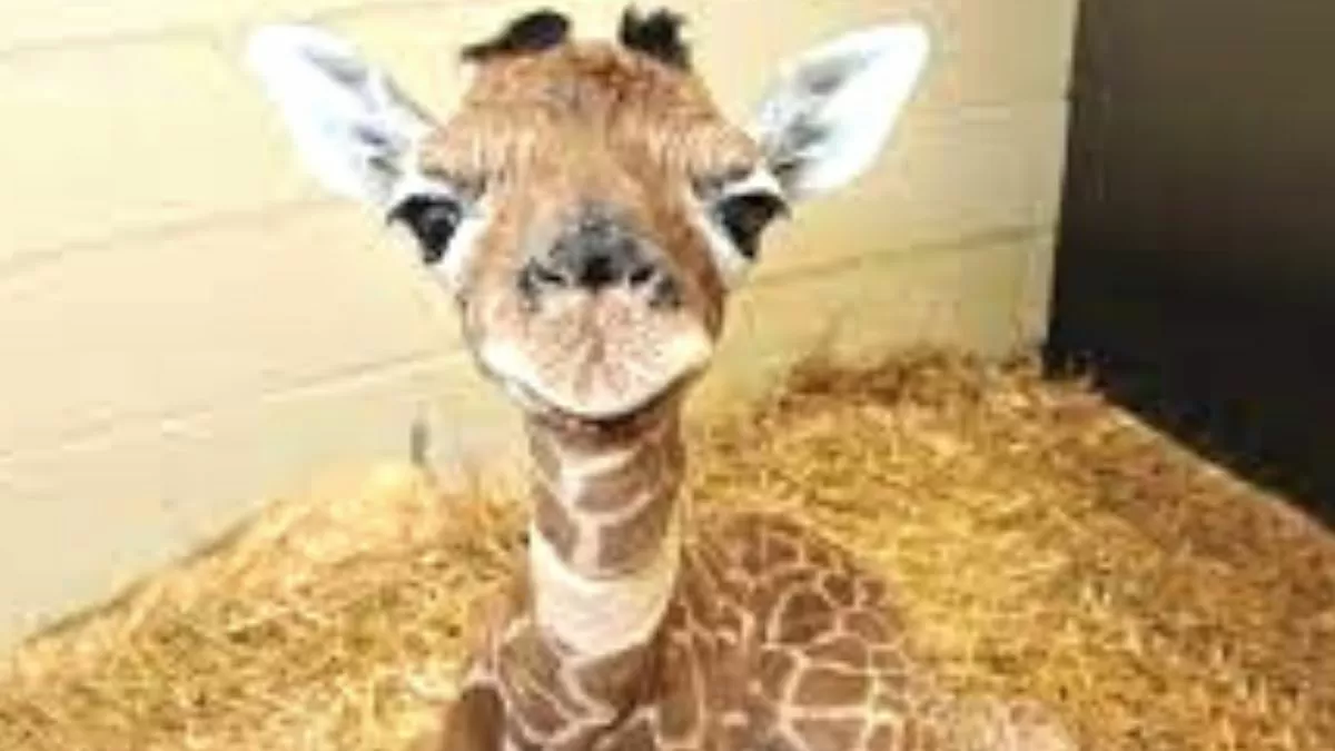 Guess the animal! (Brain Teasers)
