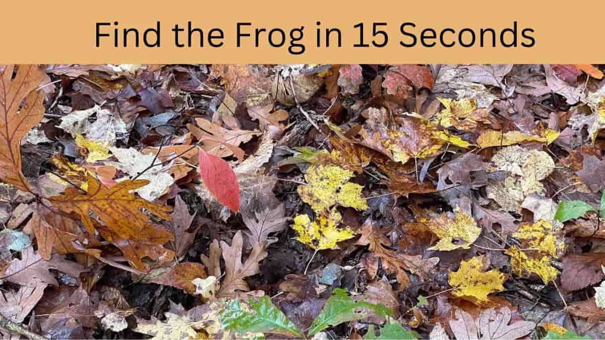 Spot the Frog in 15 Seconds