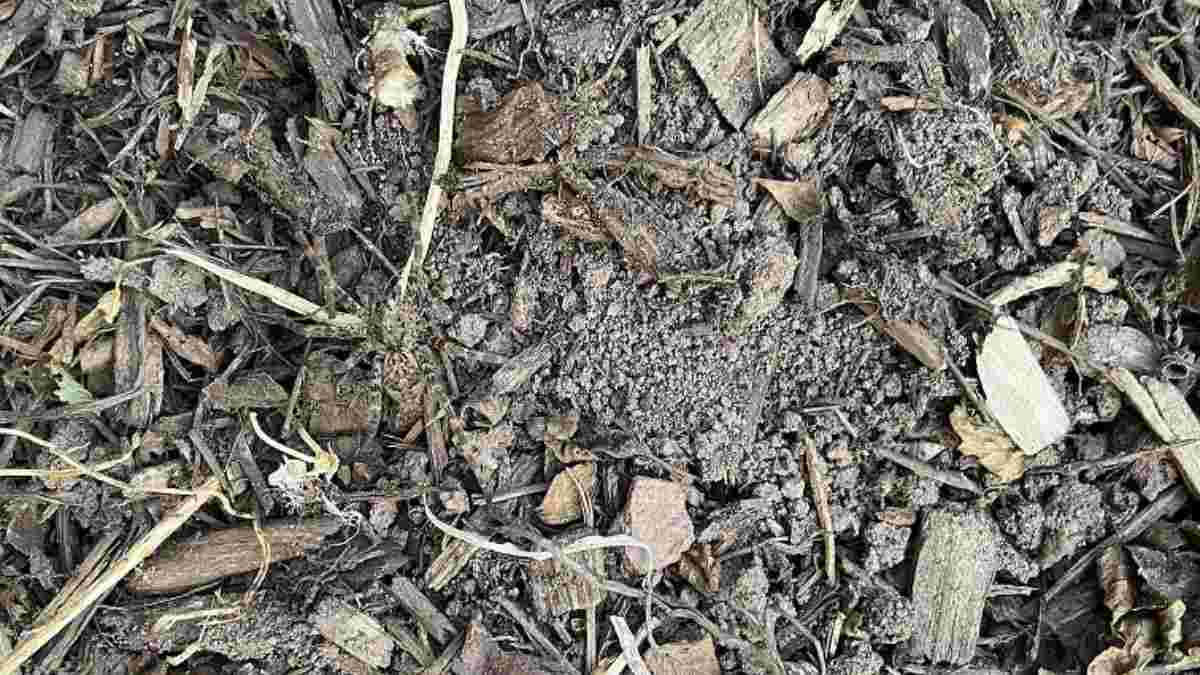 Optical Illusion Spot The Hidden Spider In 10 Seconds