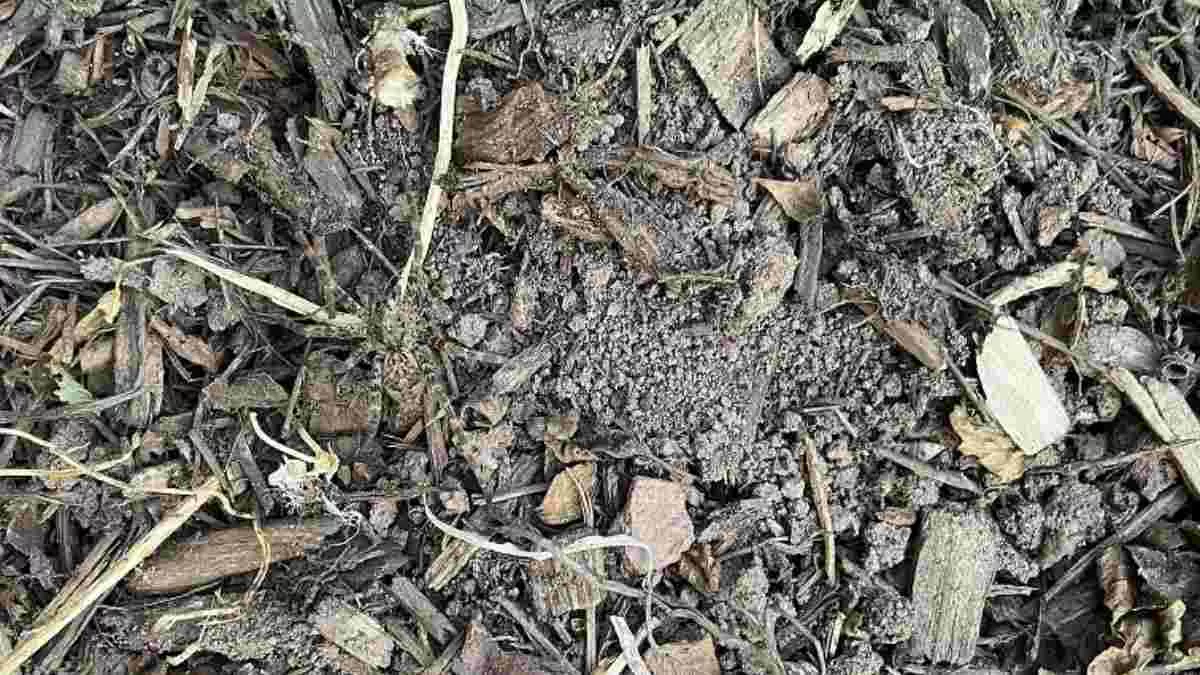 Find Hidden Spider in 10 Seconds