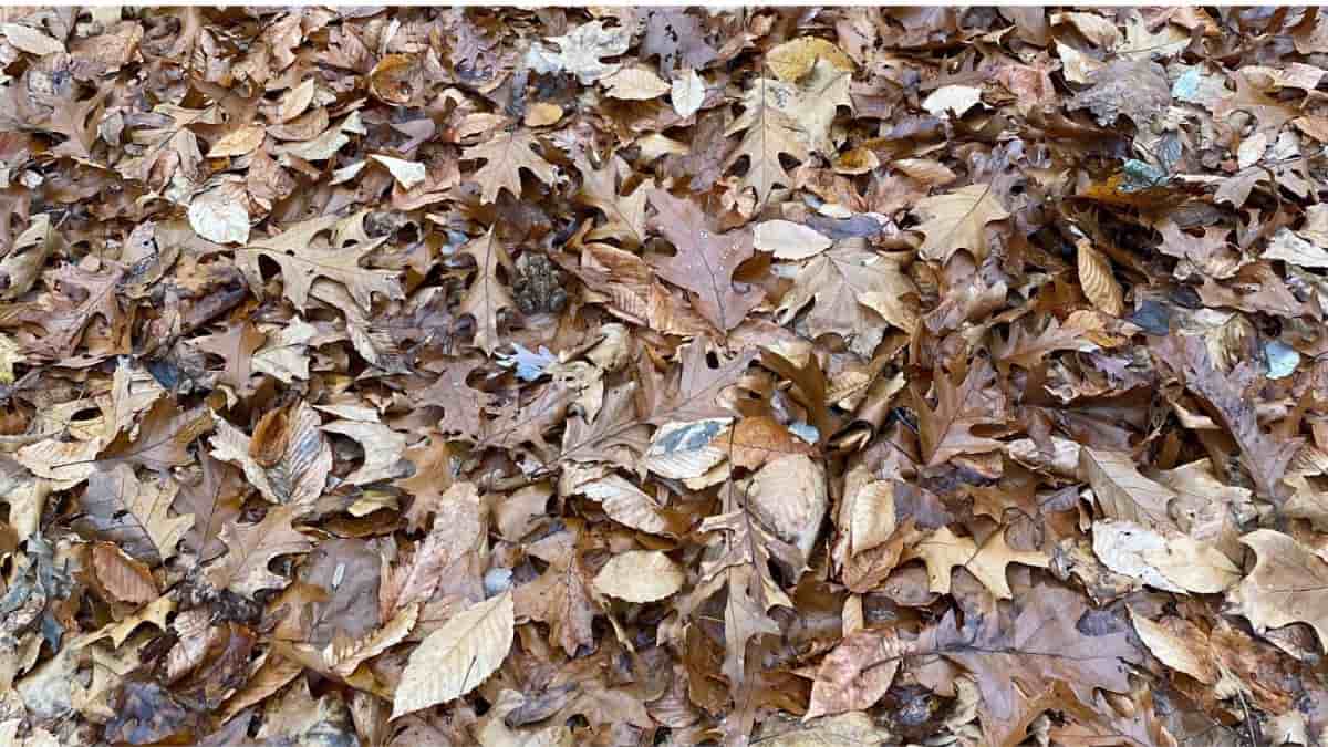 Find the Toad in the Forest in 9 seconds