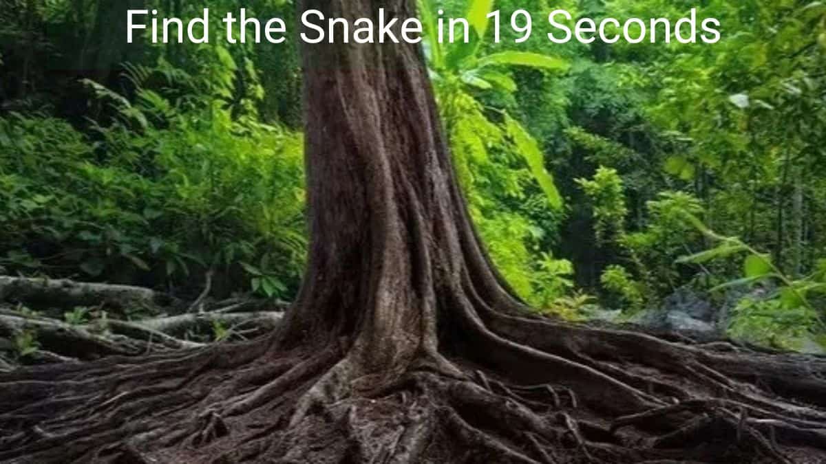 Find The Snake in 19 Seocnds