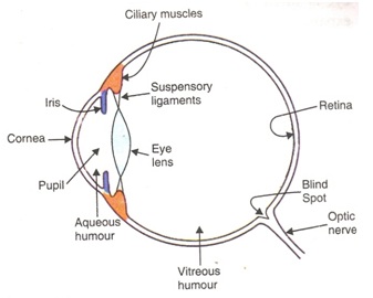 CBSE Class 10 Physics Human Eye Important Questions and Answers