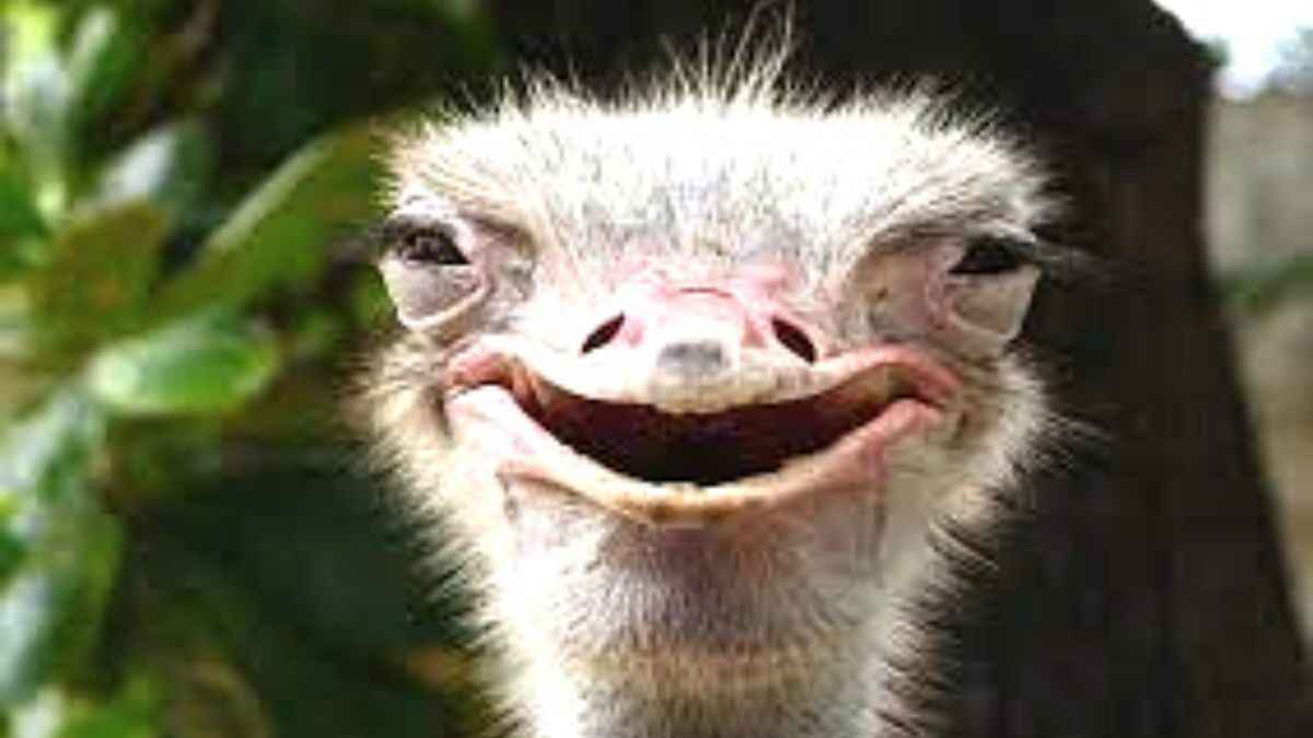 funny smiling ostrich with teeth