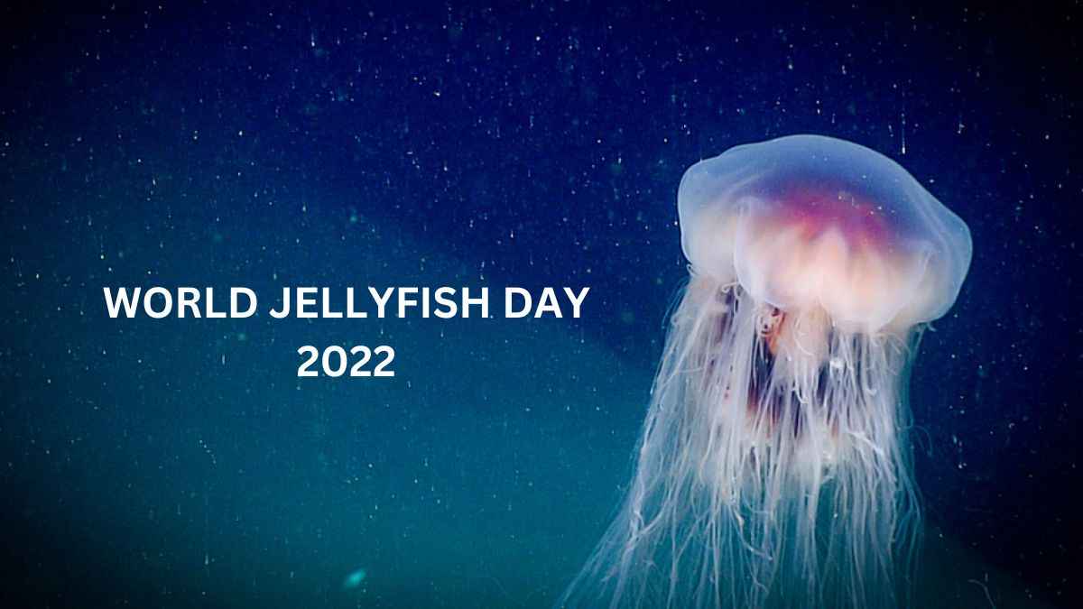 World Jellyfish Day 2023 Date, History, Significance, Fun Facts, and more