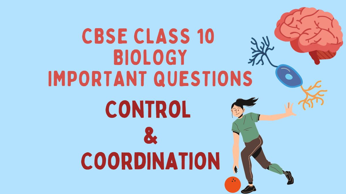 CBSE Class 10 Biology Chapter six Control and Coordination Important  Questions and Answers