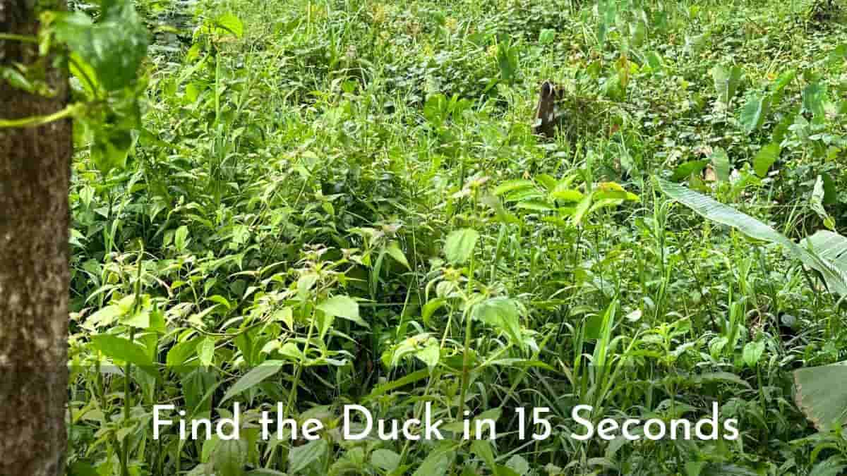 Find Ducks in 15 Seconds 