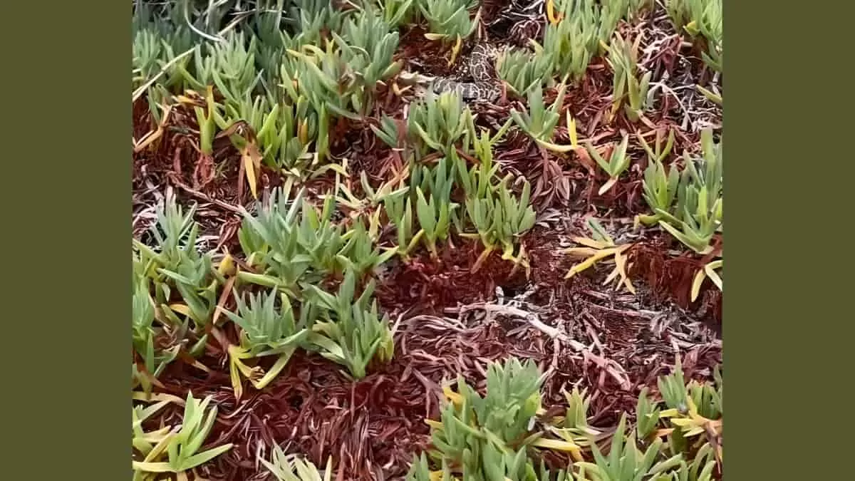 Find Snake in the Grass in 9 Seconds Optical Illusion