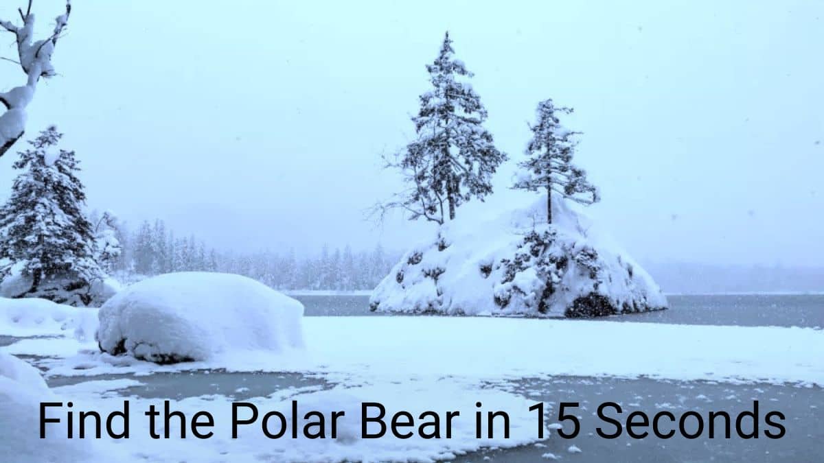 Polar Bear Optical Illusion