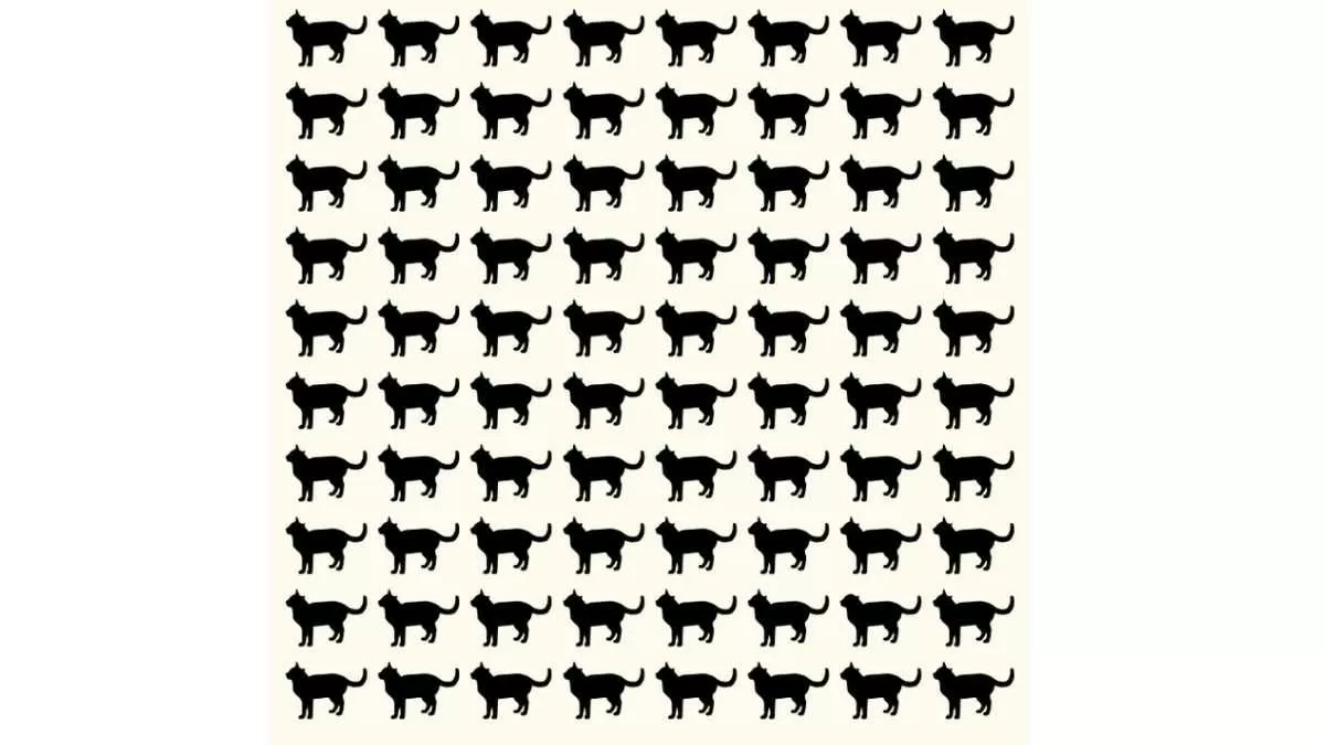 Spot the odd cat in the picture puzzle