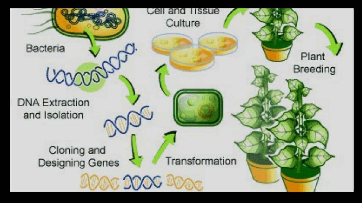 Genetic Modification GM Of Crops And How Is It Done Know About The 
