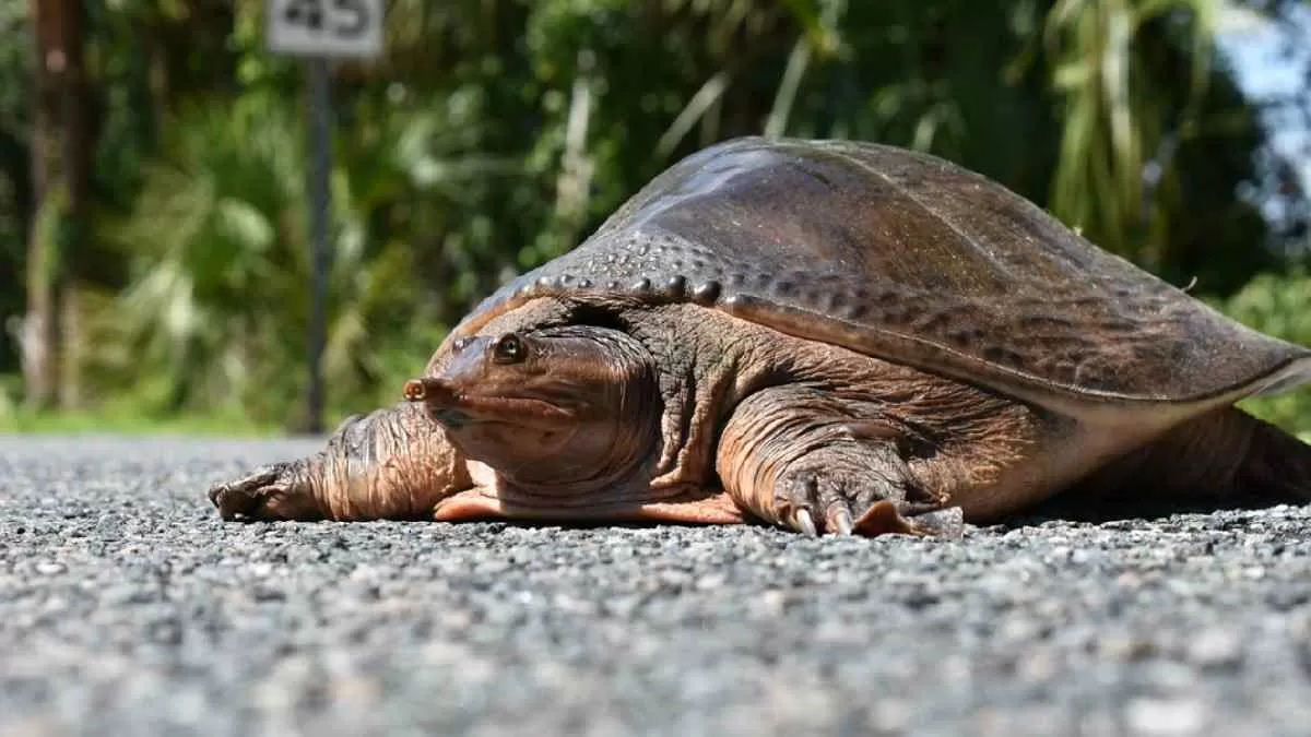 Leith’s Softshell Turtles