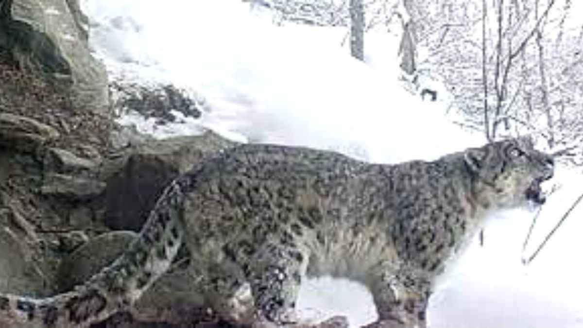Stunning snow leopard video on Twitter!