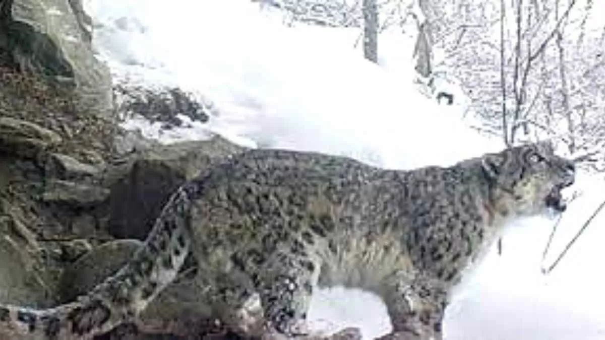 Stunning snow leopard video on Twitter!