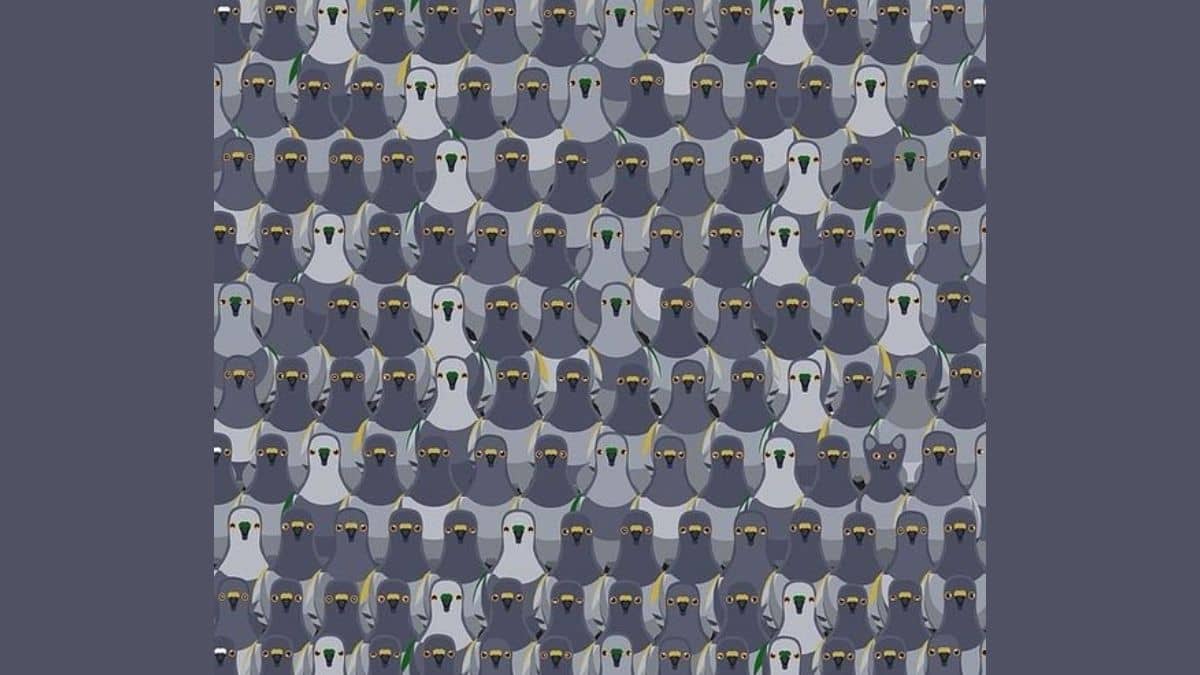 Only 5{95b18eb6fc4f42efd0d92738dfc3fb79fde21da267a711ecdf0381147c27bb86} of people can find the cat among pigeons in this optical illusion in less than 13 seconds. Can you?