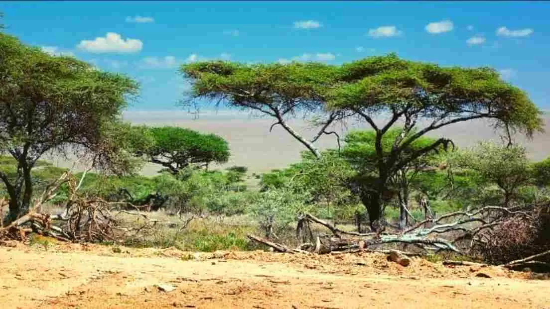 Find the hidden leopard!