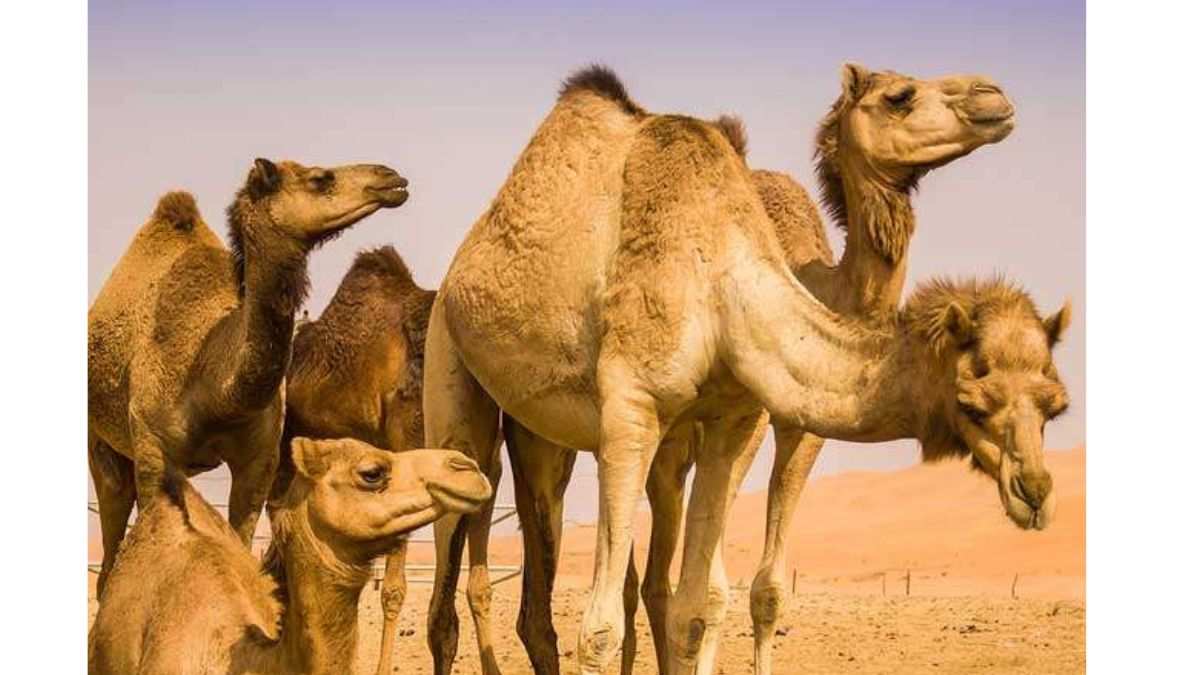What is Camel Flu?