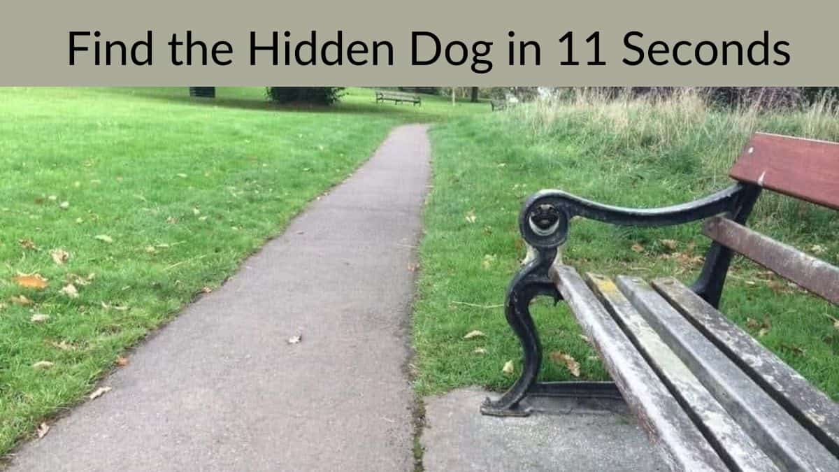 Find Hidden Dog in 11 Seconds