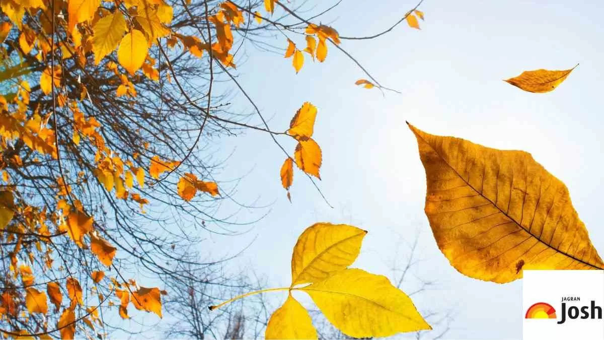 आखिर पतझड़ में क्यों गिराते हैं पेड़ अपने पत्ते