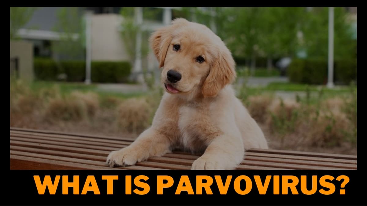 can 1 year old dog get parvo