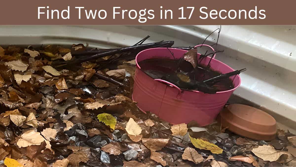 Find Two Frogs in 17 Seconds