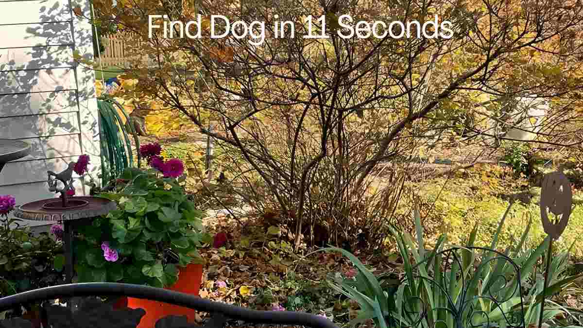 Only 5% of people can spot the dog in 11 seconds. Are you one of them?