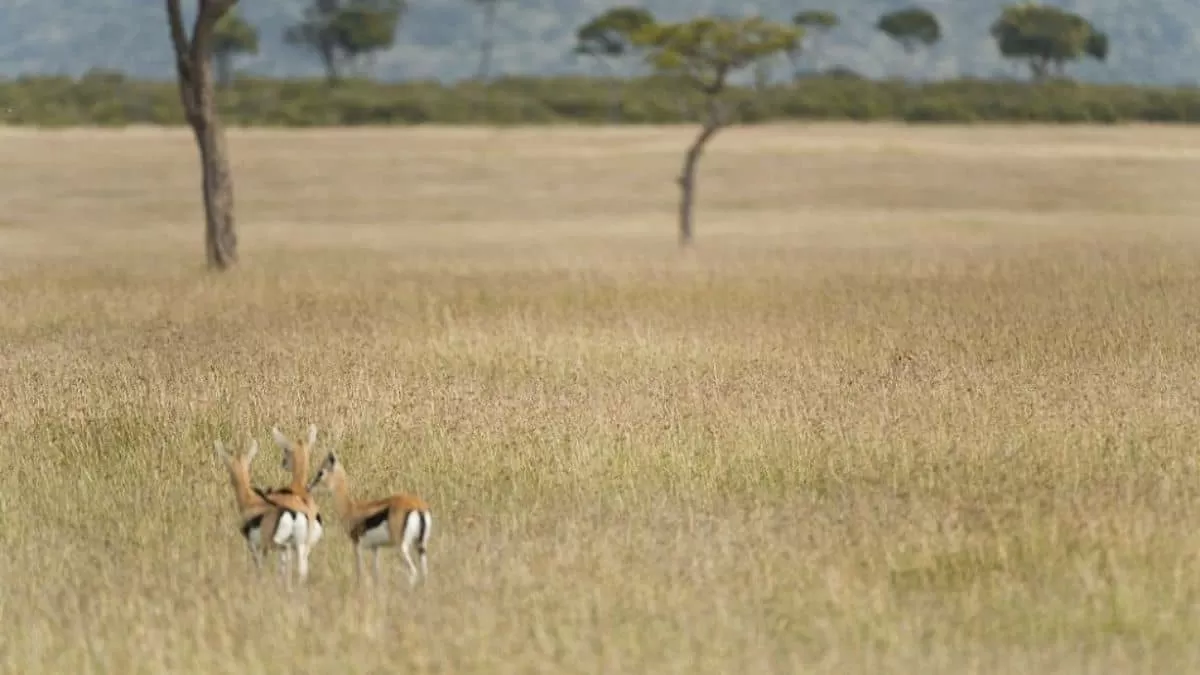 Find Cheetah in 17 Seconds