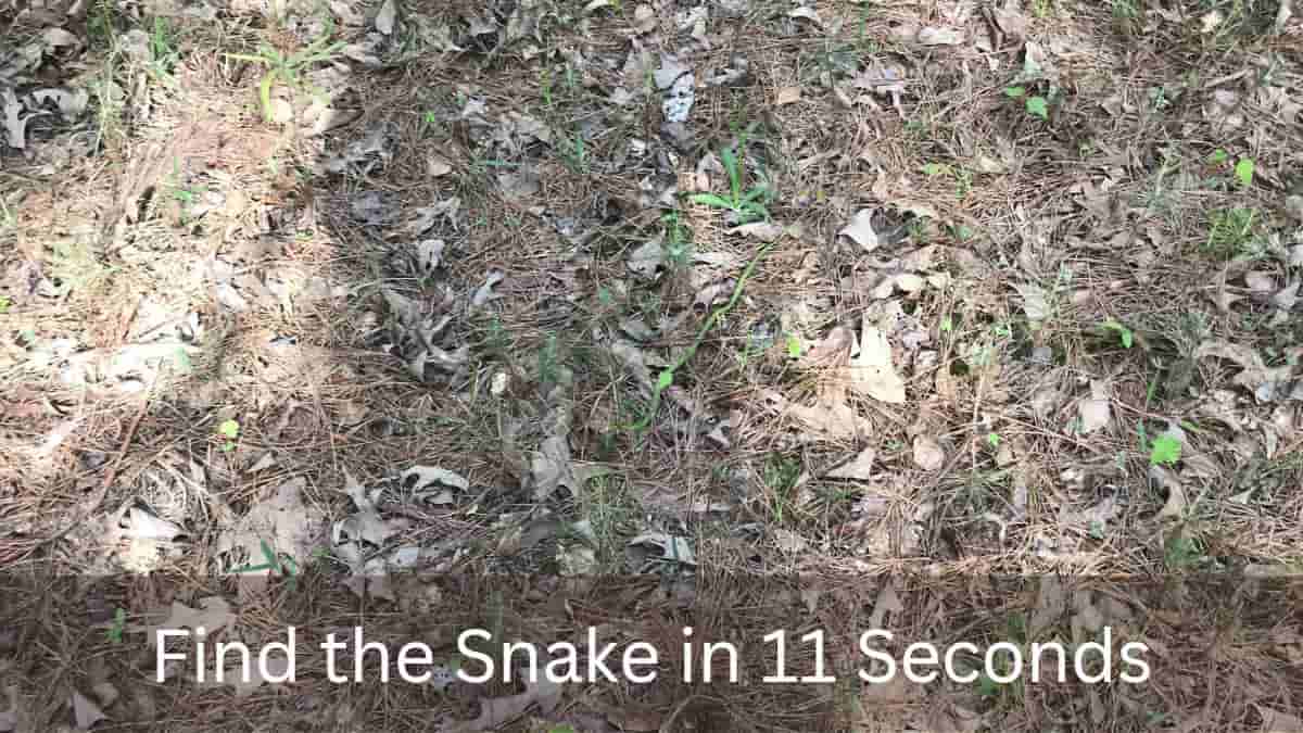 Find Snake in 11 Seconds Optical Illusion
