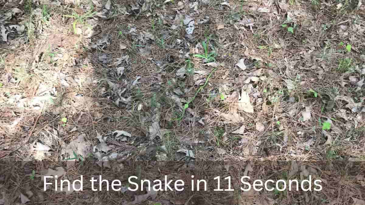 Optical Illusion: Can you spot the slithering snake in 11 seconds?