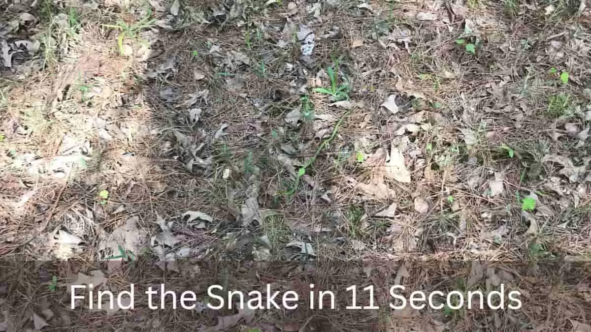 Find Snake in 11 Seconds Optical Illusion