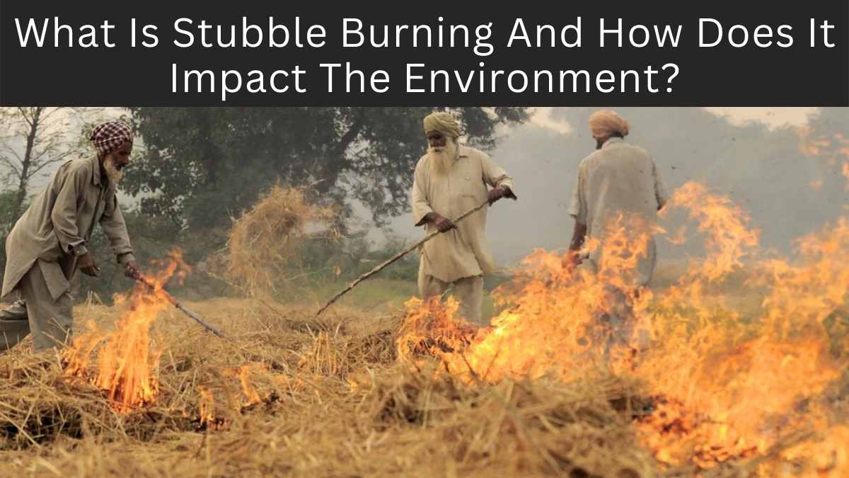 What Is Stubble Burning And How Does It Impact The Environment?