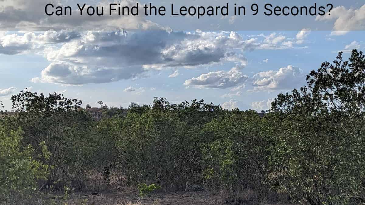 Optical Illusion Find The Leopard in 9 Seconds