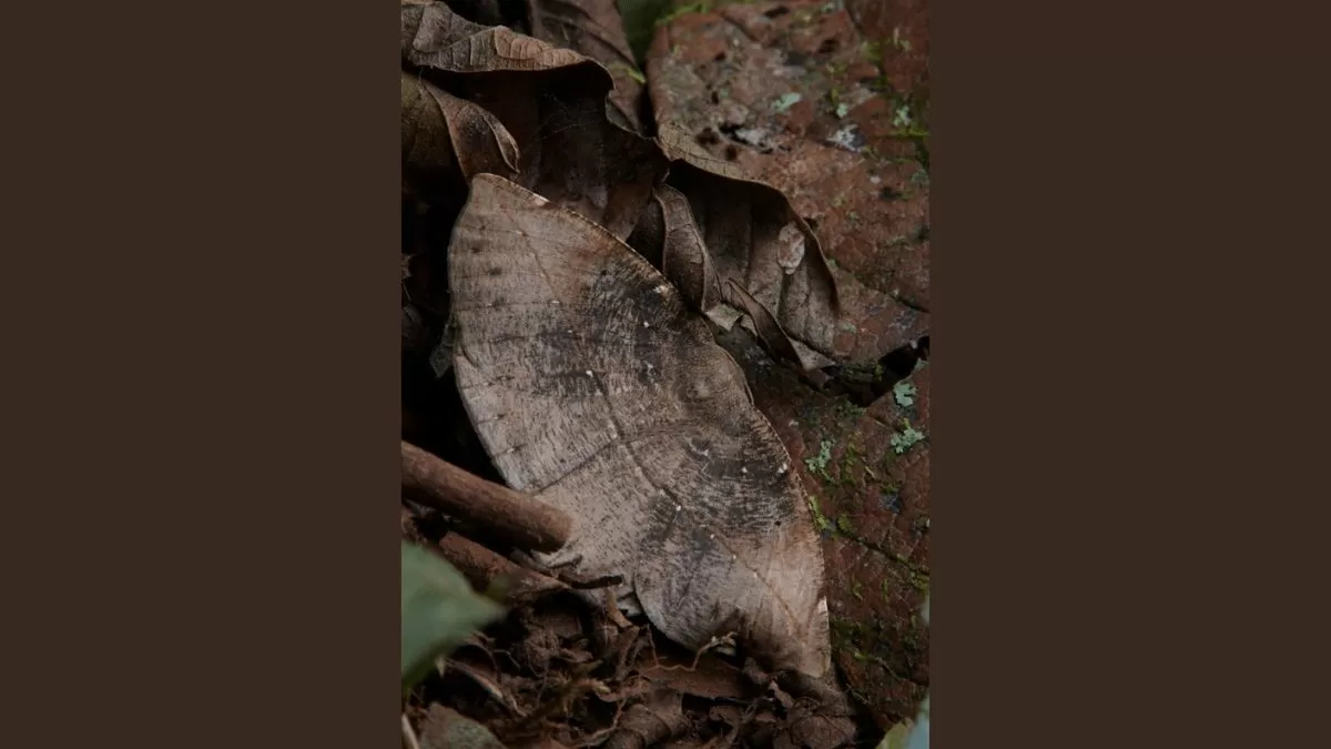 Find Hidden Moth in 5 Seconds