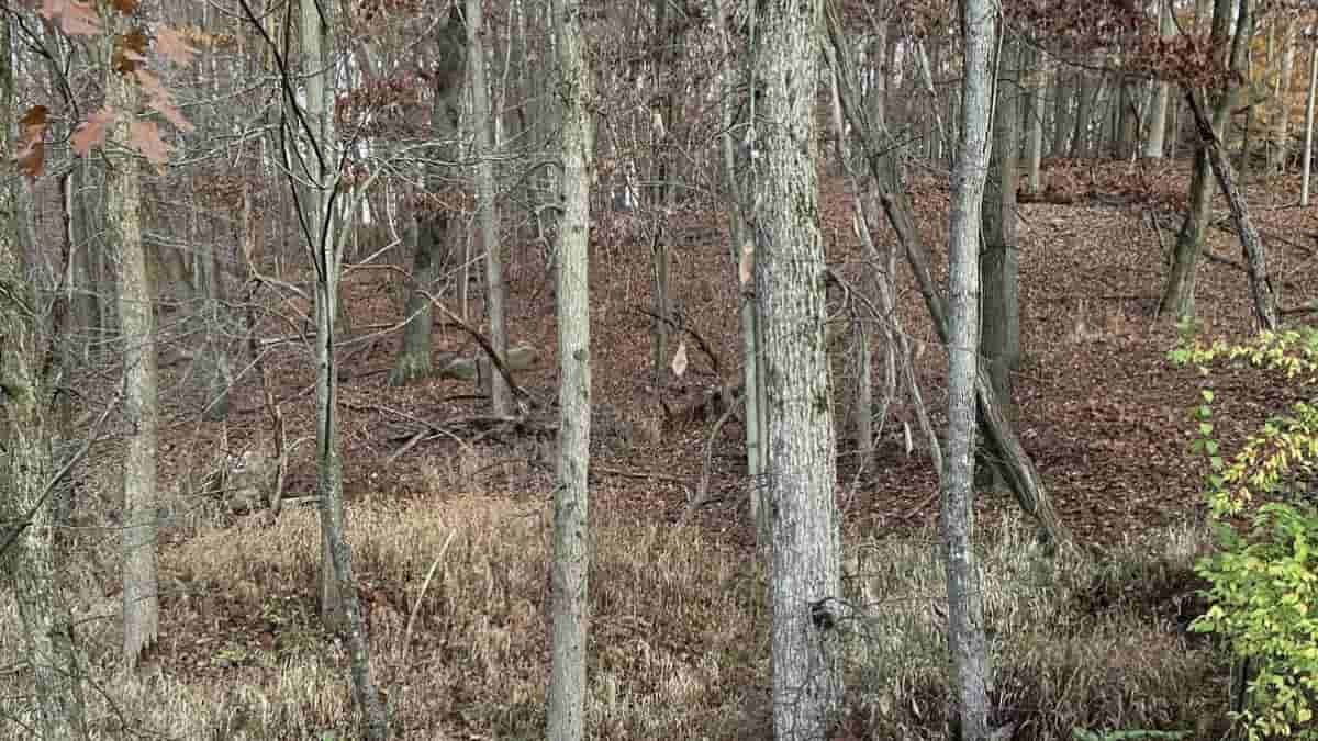 Find the Deer Optical Illusion