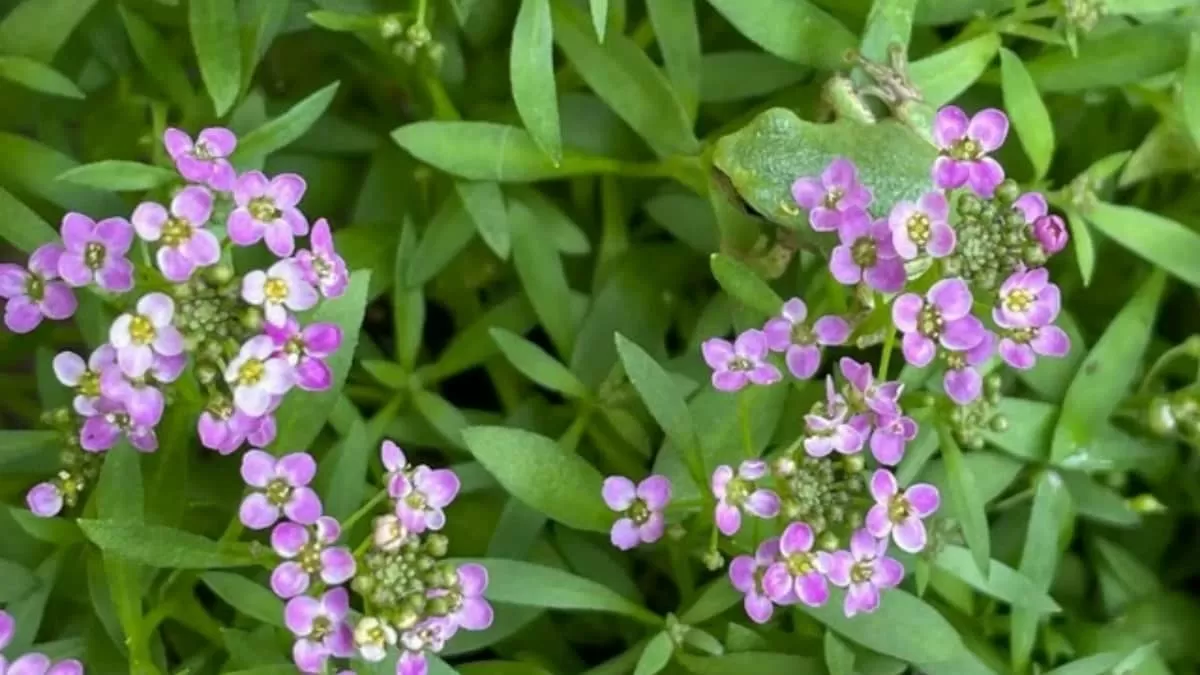 Hidden Frog Optical Illusion