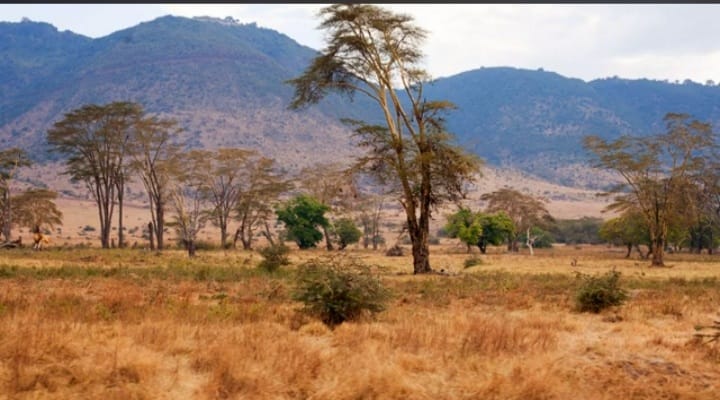 Find the hidden lion!
