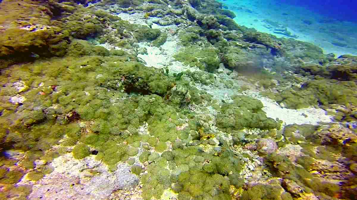 Optical Illusion: Can you spot the hidden Octopus in 15 seconds?