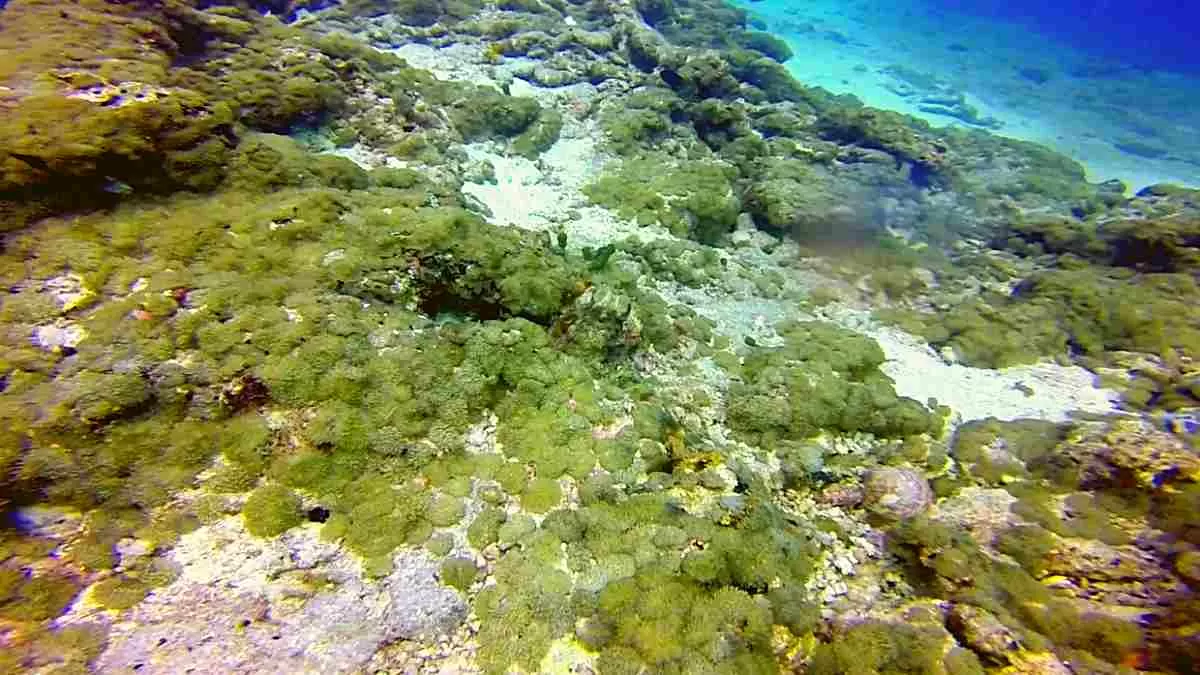 Find Hidden Octopus Illusion