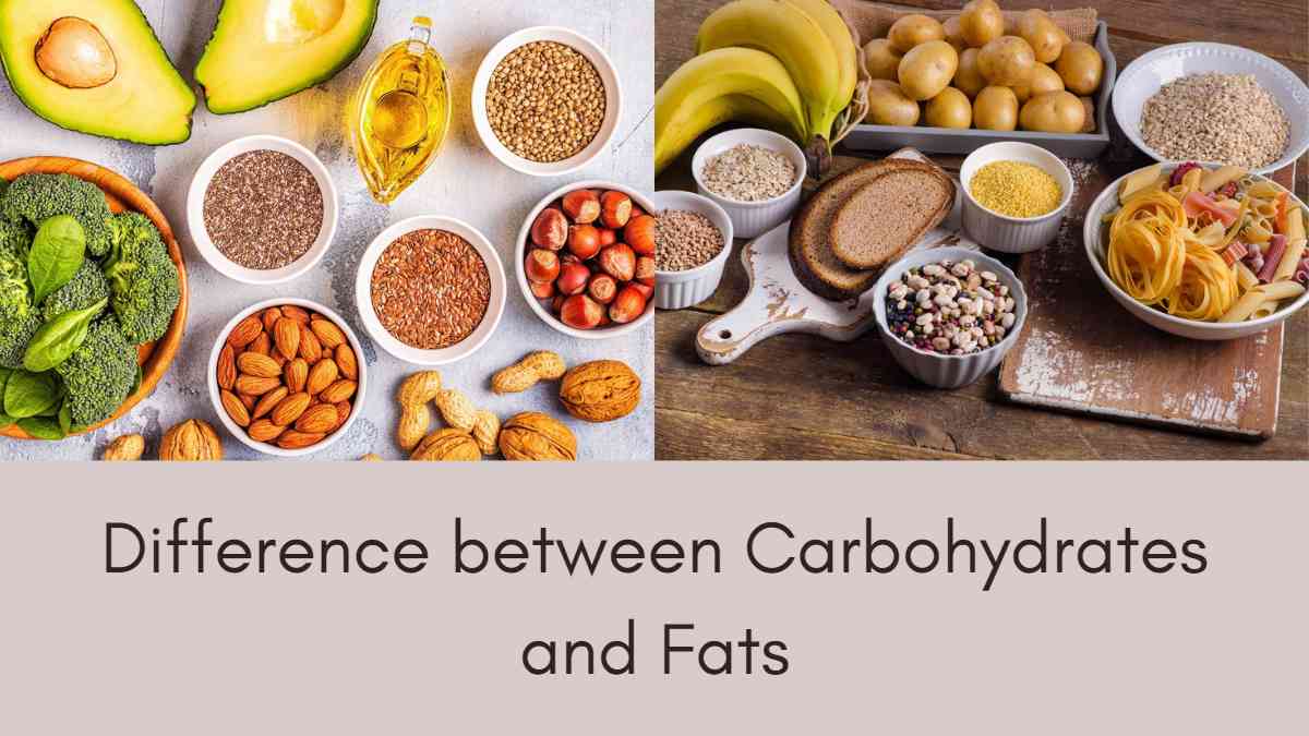 What S The Difference Between Carbohydrates And Lipids Infoupdate