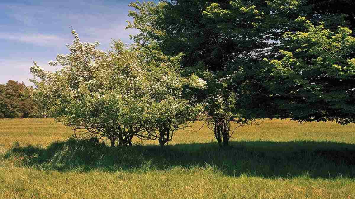 Optical Illusion: Can you spot the hidden sniper in the forest within 15 seconds?