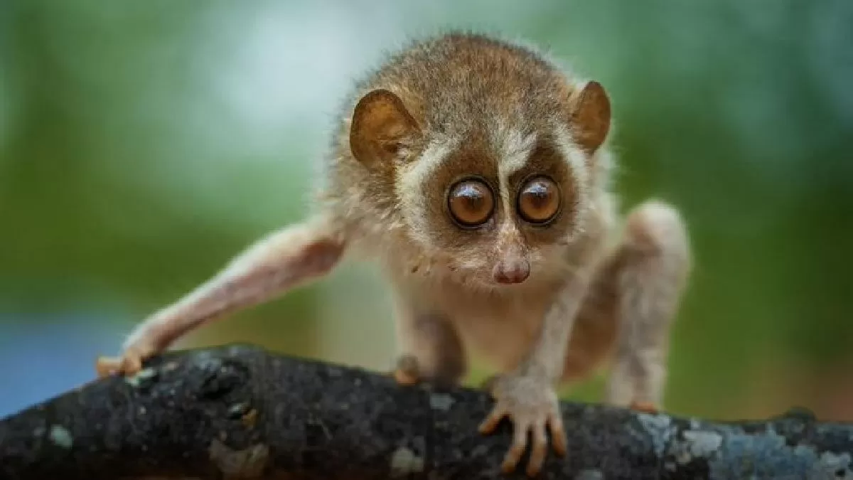 Tamil Nadu government notifies for the country's first Kadavur slender loris sanctuary.