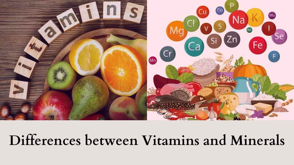 Difference between Vitamins and Minerals