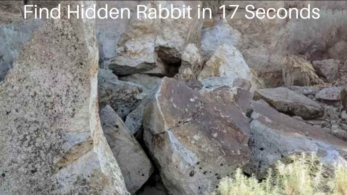 Optical Illusion: Can You Spot the Hidden Rabbit in 17 Seconds?