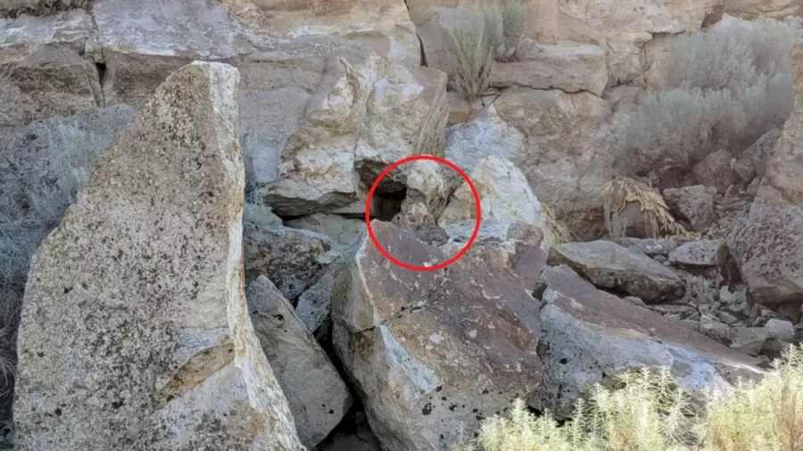 Soled Rabbit Optical Illusion: Can You Spot the Hidden Rabbit in 17 Seconds?