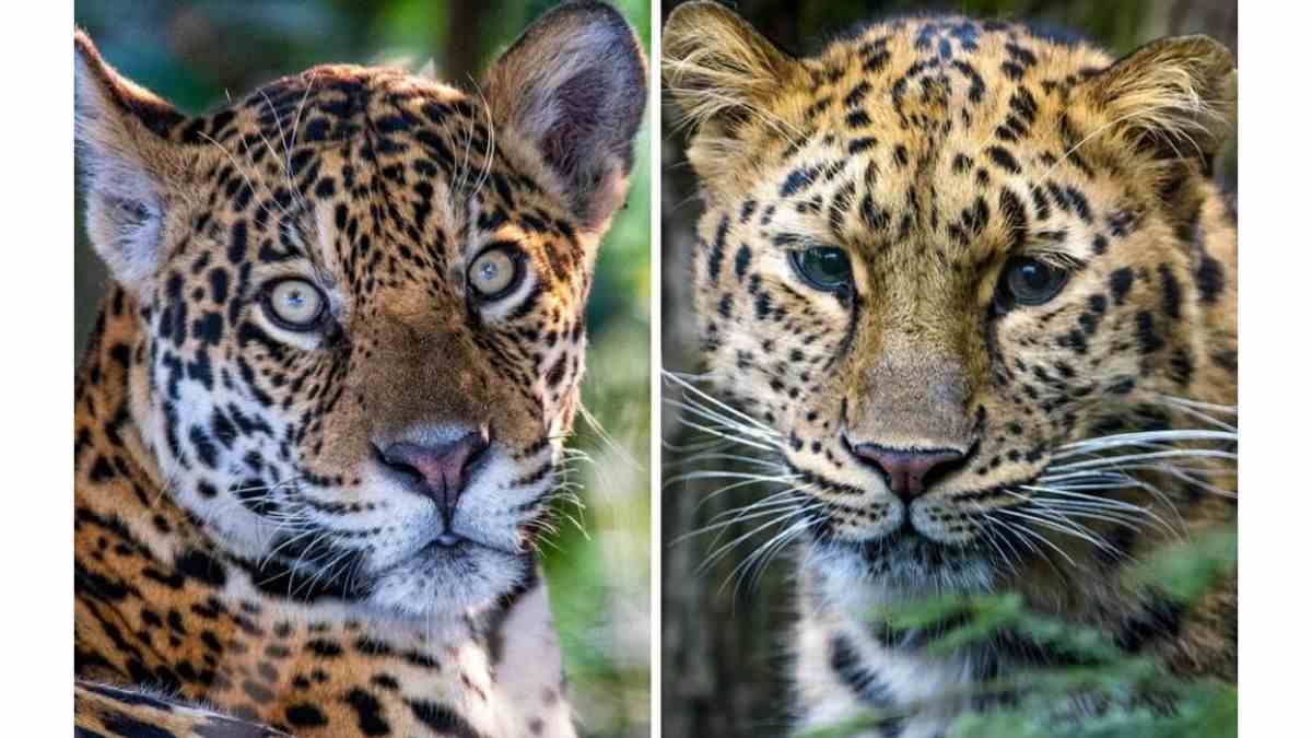 Difference between Leopard and Jaguar