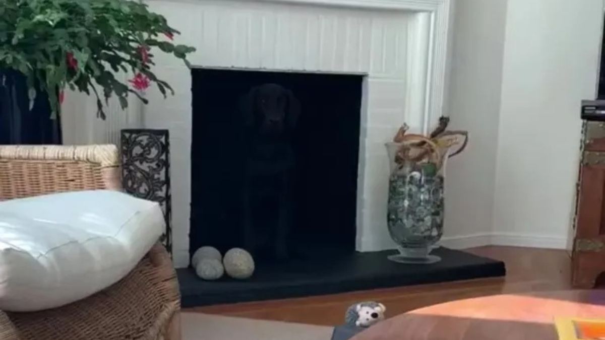 Optical Illusion - Find Hidden Dog