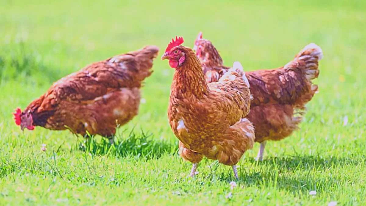 Avian Flu